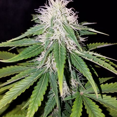 Solodiol CBD Auto growlog timeline photo