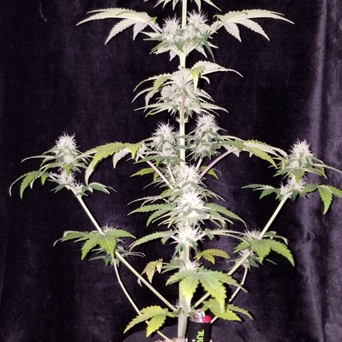 Solodiol CBD Auto growlog timeline photo