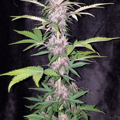 Purple Kush 1:1 growlog timeline photo
