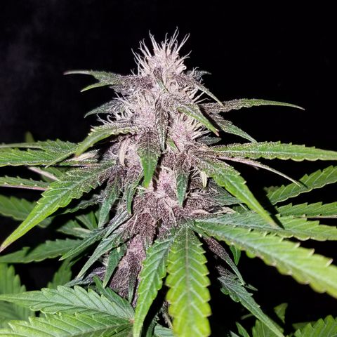 Purple Kush 1:1 growlog timeline photo