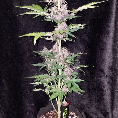 Purple Kush 1:1 growlog timeline photo