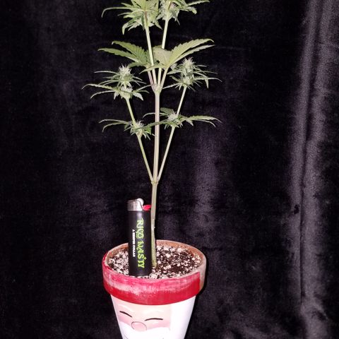 Santa's Bubblegum  growlog timeline photo