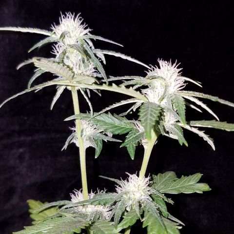 Santa's Bubblegum  growlog timeline photo