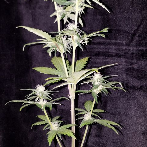 Santa's Bubblegum  growlog timeline photo