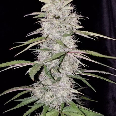 Test #15 growlog timeline photo