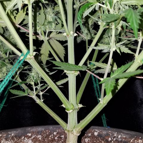 Test #15 growlog timeline photo