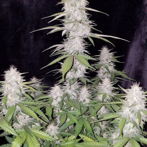Test #15 growlog timeline photo