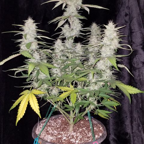 Test #15 growlog timeline photo