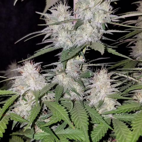Test #15 growlog timeline photo