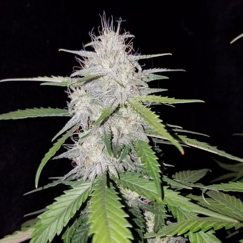 Test #15 growlog timeline photo