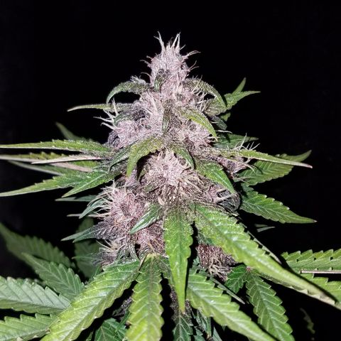 Purple Kush 1:1 growlog timeline photo