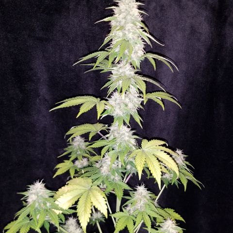 Solodiol CBD Auto growlog timeline photo