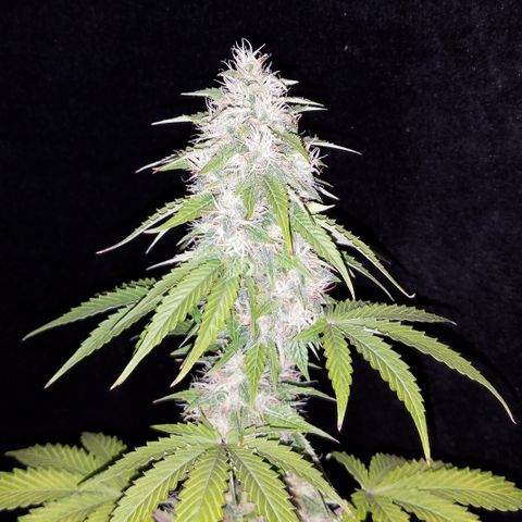 Solodiol CBD Auto growlog timeline photo
