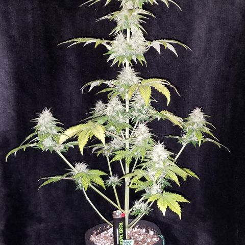 Solodiol CBD Auto growlog timeline photo