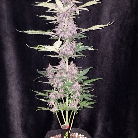 Purple Kush 1:1 growlog timeline photo