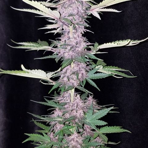 Purple Kush 1:1 growlog timeline photo