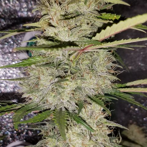 Test #15 growlog timeline photo