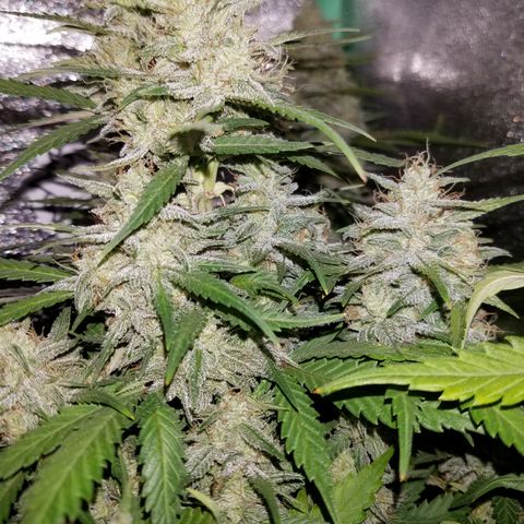 Test #15 growlog timeline photo