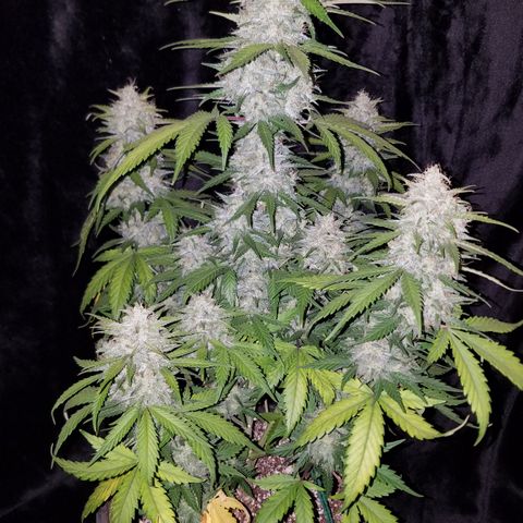 Test #15 growlog timeline photo