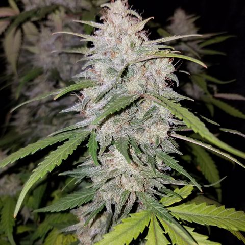 Test #15 growlog timeline photo
