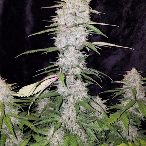 Test #15 growlog timeline photo