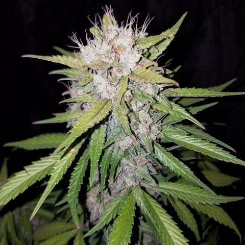 Test #15 growlog timeline photo