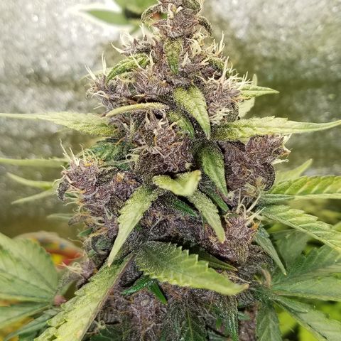 Purple Kush 1:1 growlog timeline photo
