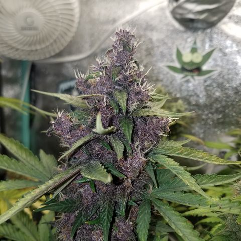 Purple Kush 1:1 growlog photo: Foxtail