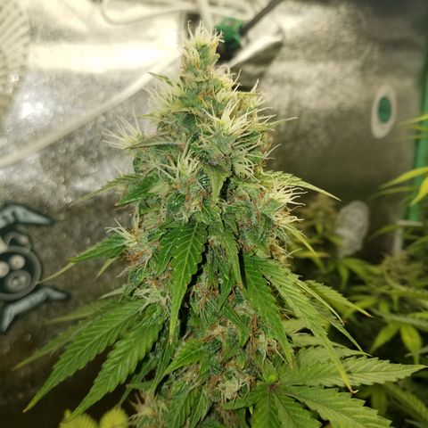 Solodiol CBD Auto growlog photo: Super foxtail lol