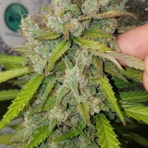 Test #15 growlog photo: Got some foxtails at the top of the main cola from the light intensity 