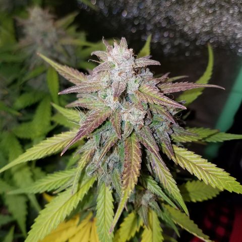 Test #15 growlog timeline photo