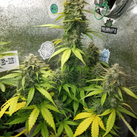 Test #15 growlog timeline photo