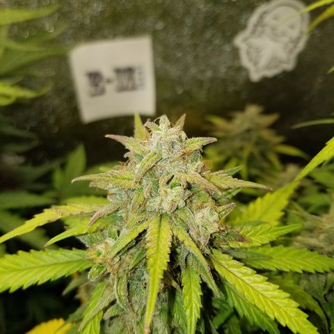 Test #15 growlog timeline photo