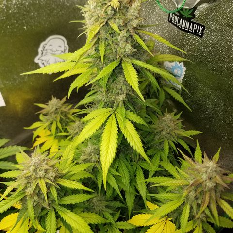 Test #15 growlog timeline photo