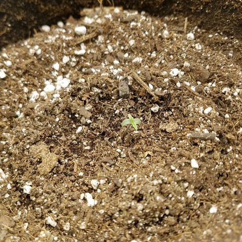 Six Shooter  growlog timeline photo