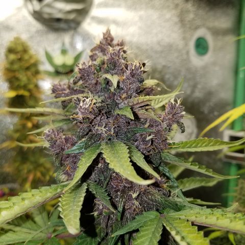 Purple Kush 1:1 growlog timeline photo