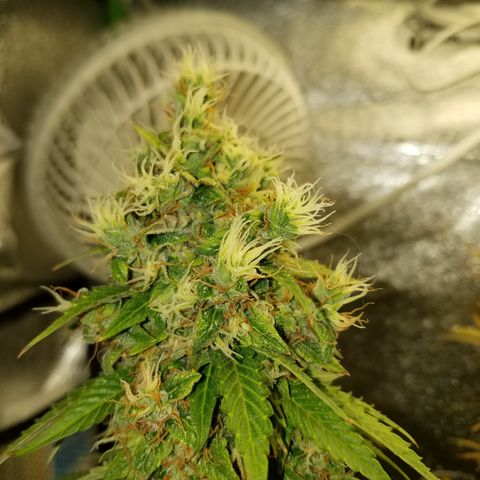 Solodiol CBD Auto growlog photo: Foxtails from light stress 