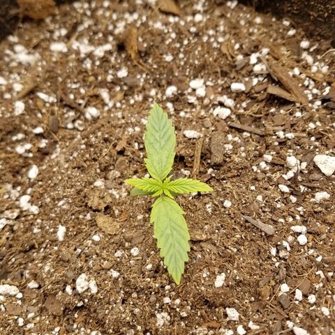 Six Shooter  growlog timeline photo
