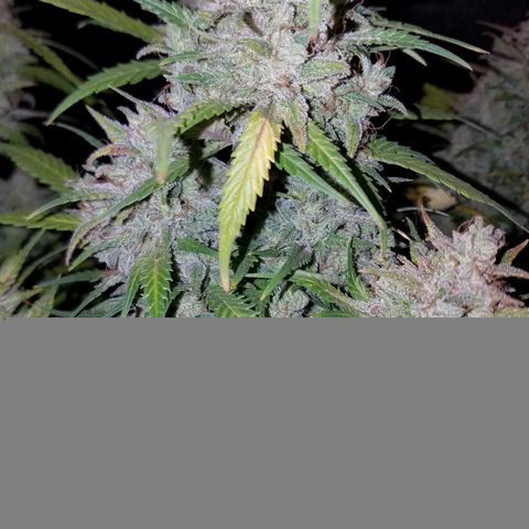 Test #15 growlog timeline photo