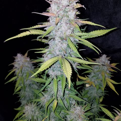 Test #15 growlog timeline photo