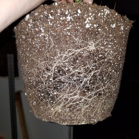 Test #15 growlog timeline photo