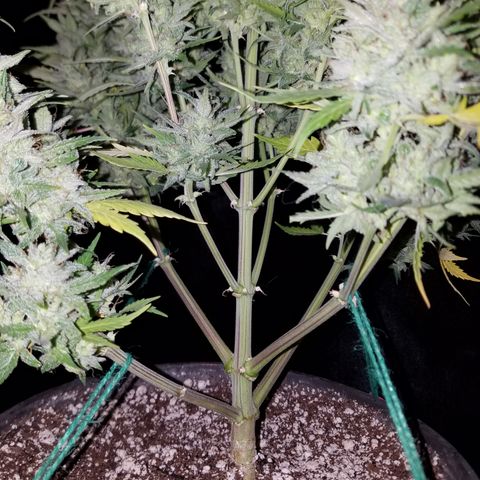 Test #15 growlog timeline photo