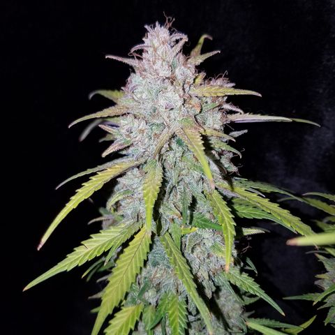 Test #15 growlog timeline photo