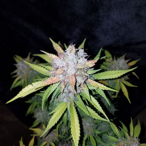 Test #15 growlog timeline photo