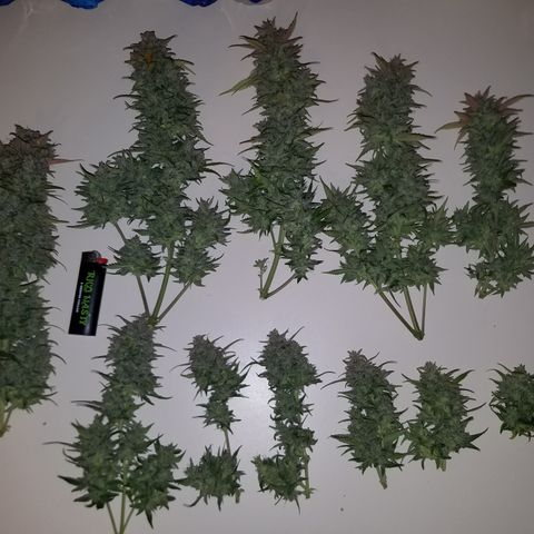 Test #15 growlog timeline photo