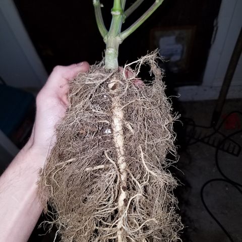 Test #15 growlog timeline photo