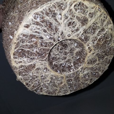 Test #15 growlog timeline photo