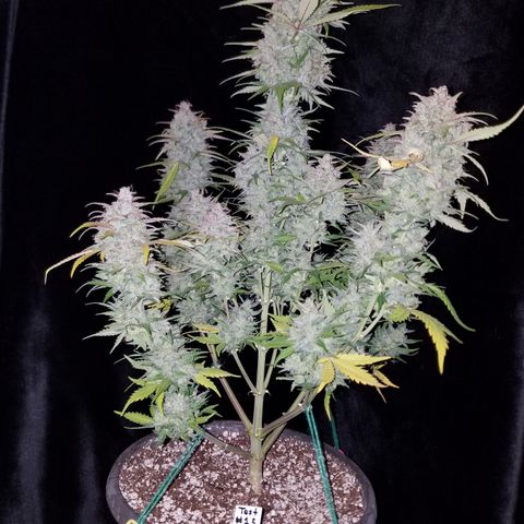 Test #15 growlog timeline photo