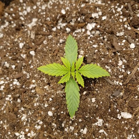 Six Shooter  growlog timeline photo