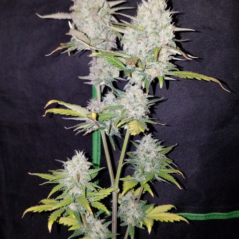 Santa's Bubblegum  growlog timeline photo